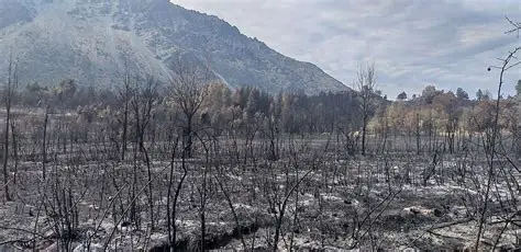 OIPINCENDIOS