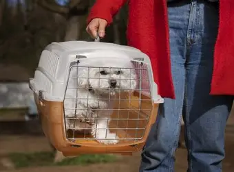 OIPpaseando pichichos