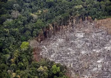 descarg PERDIDA DE BOSQUES