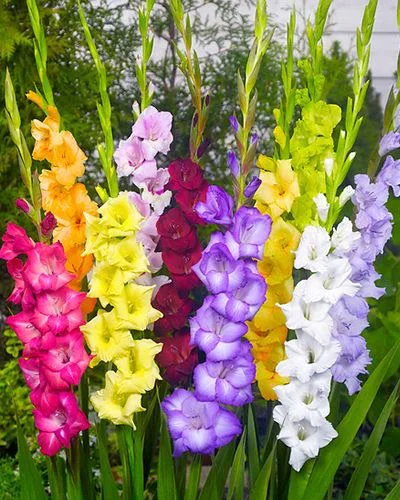 gladiolus-mix-12-14