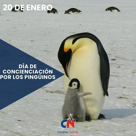 474090313_462240023627933_7597838129306022195_nPINGUI