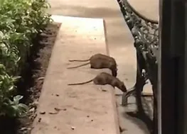 OIPRATAS EN LAS PLAZAS