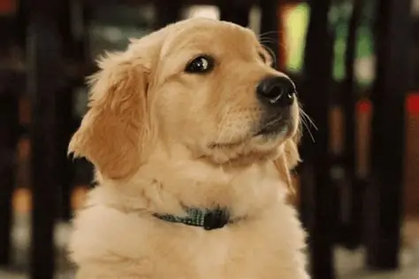OIP  perro golden