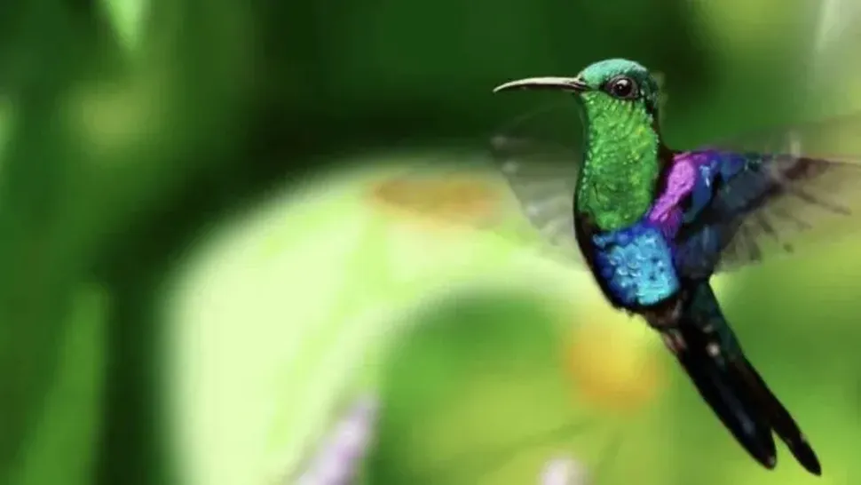 colibri