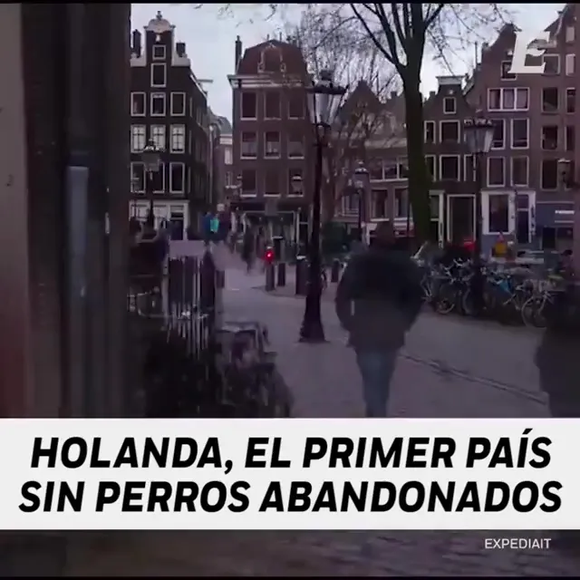holanda-animales-abandonados SIN PERROS CALLEJEROS