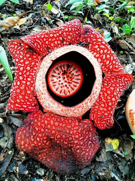 free-photo-of-close-up-of-rafflesia-flowerRaflesia abierta