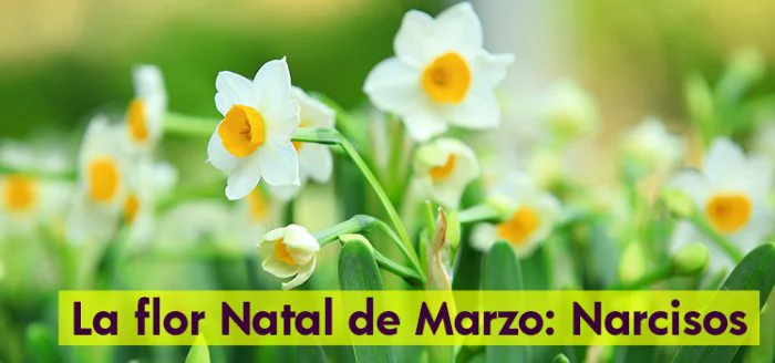 narcizo