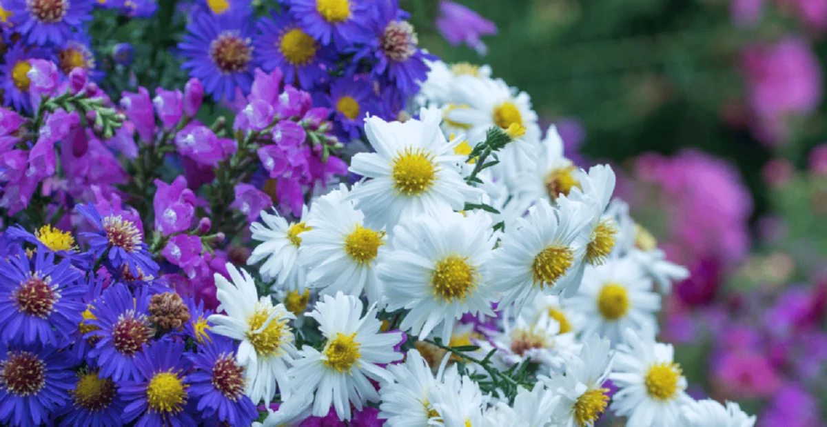 flor-de-aster-colores