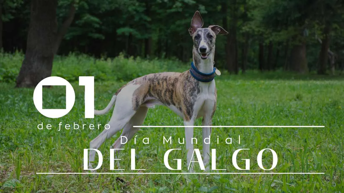 Dia_Mundial_del_Galgo_Revista_Marketing