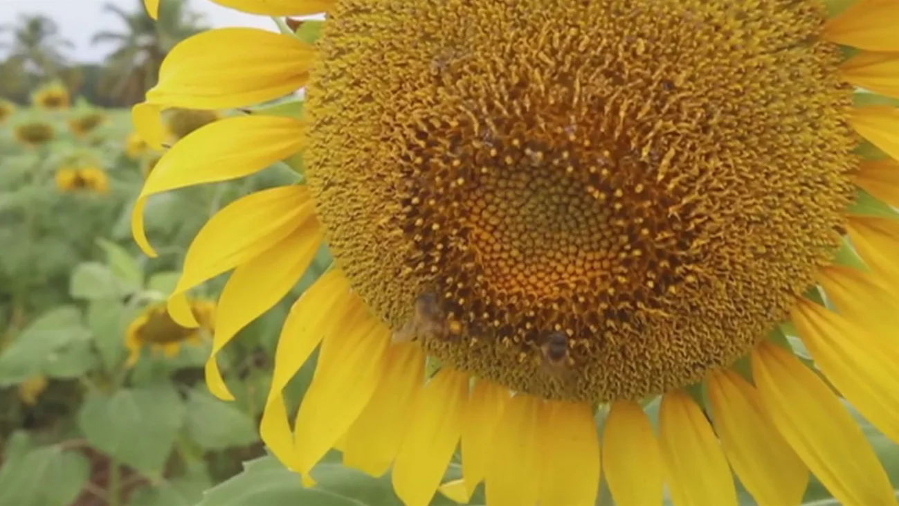 girasol-flor-mes-julio_2145405487_10425180_1300x731