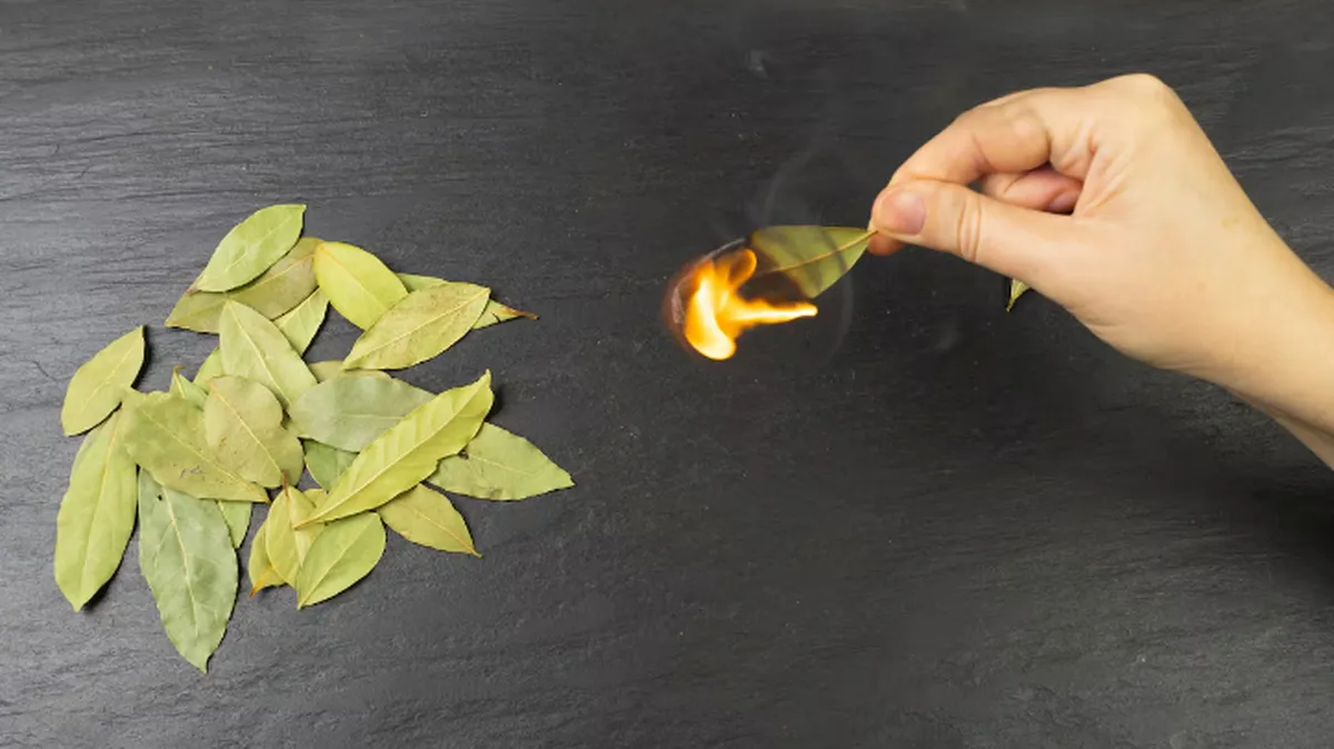 ritual-laurel-quemar-hoja-fin-semanajpg