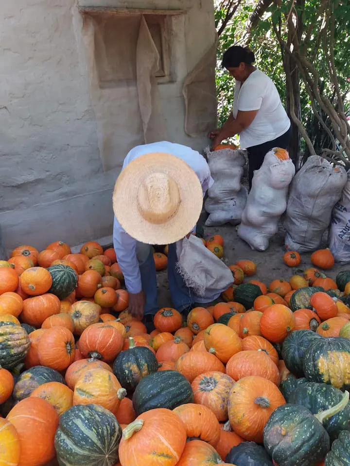 curcubitaceas-6HACO ZAPALLO