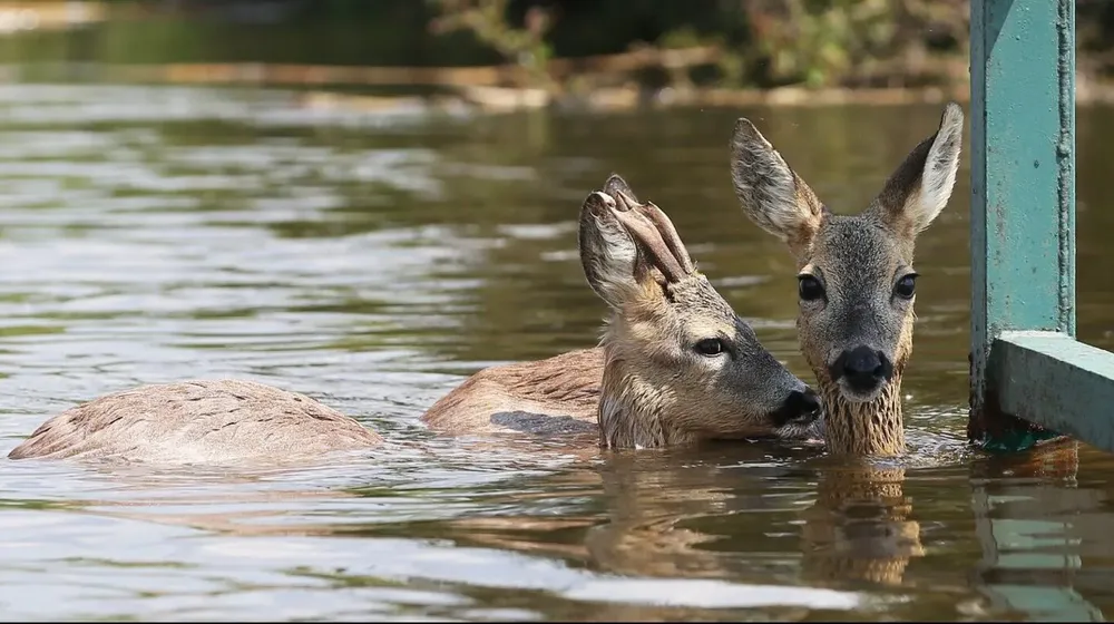 ciervos-axis  CIERVOS