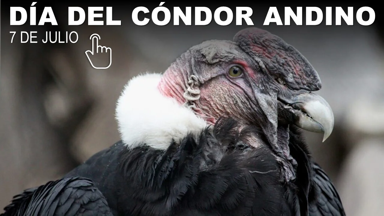 Dia-Nacional-del-Condor-Andino-7-de-Julio