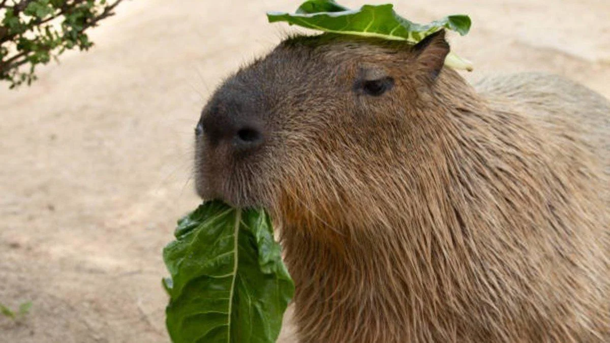 curiosidades-del-Capibara-3