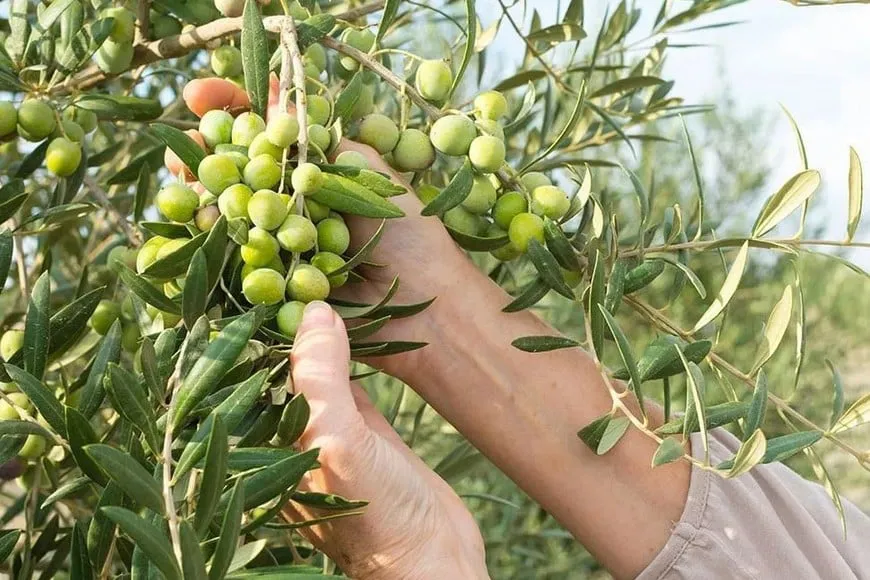 Y0egXXt9G_870x580__1 OLIVO