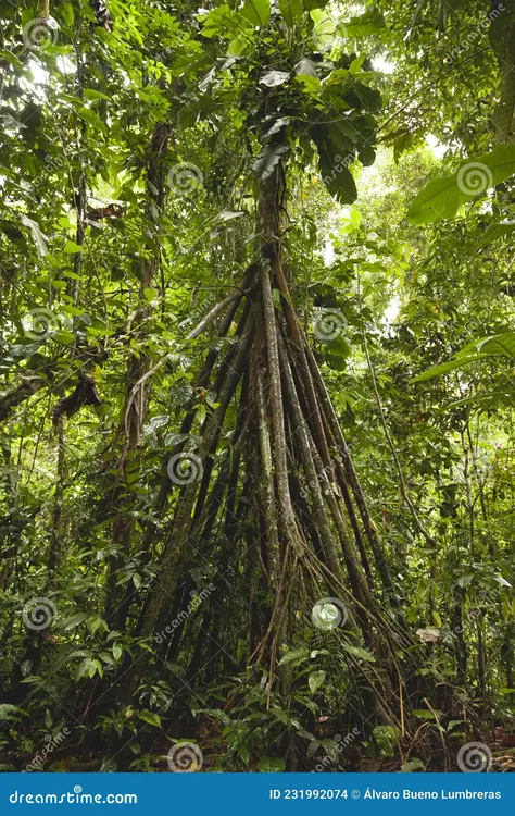 socratea-exorrhiza-walking-palm-
