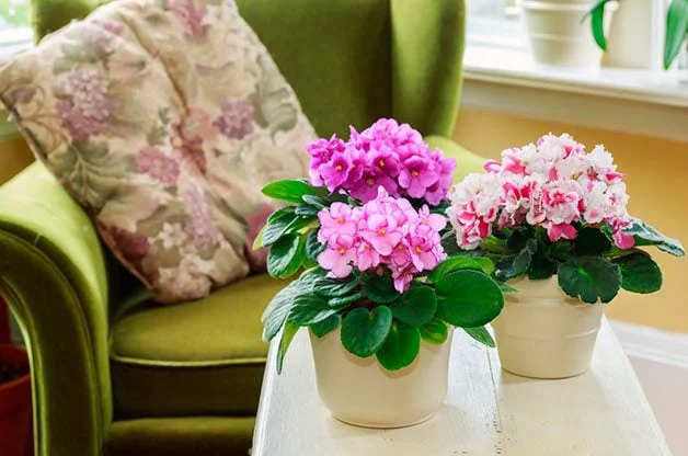 african-violet-flowering-houseplant-shutterstock PLANTITAS