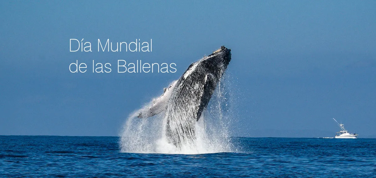 ballena-portada