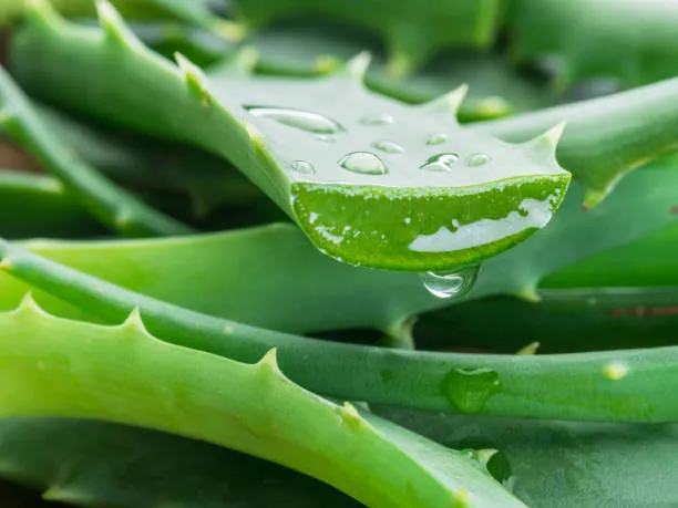 istockphoto-1345935119-612x612