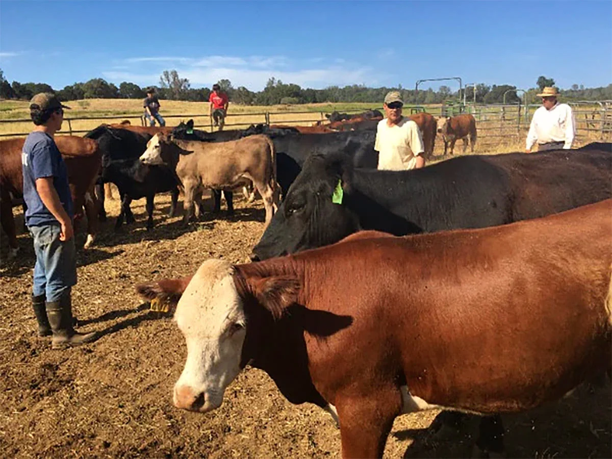 Trabajador-a-Para-Finca-De-Ganado-Vacuno-peon-for-dairy-farm-dairy-peon