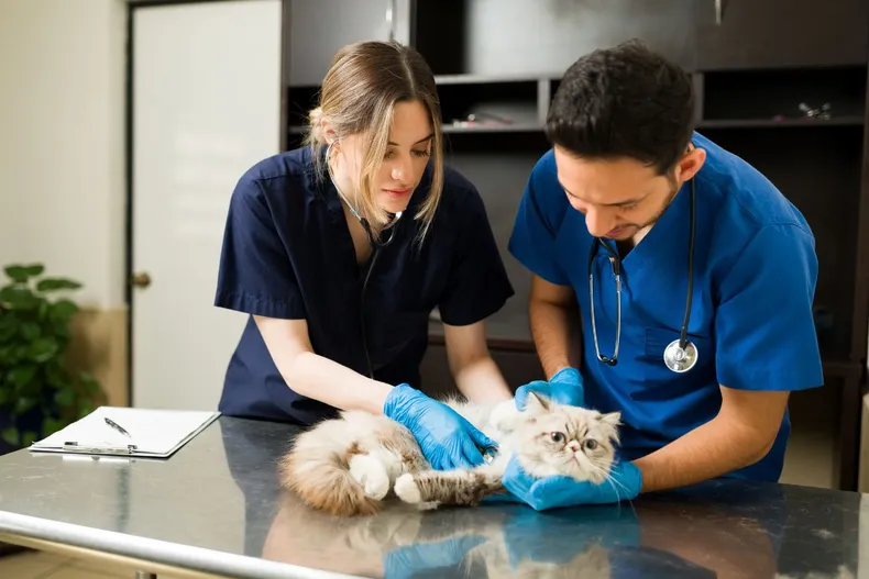 veterinario-veterinaria