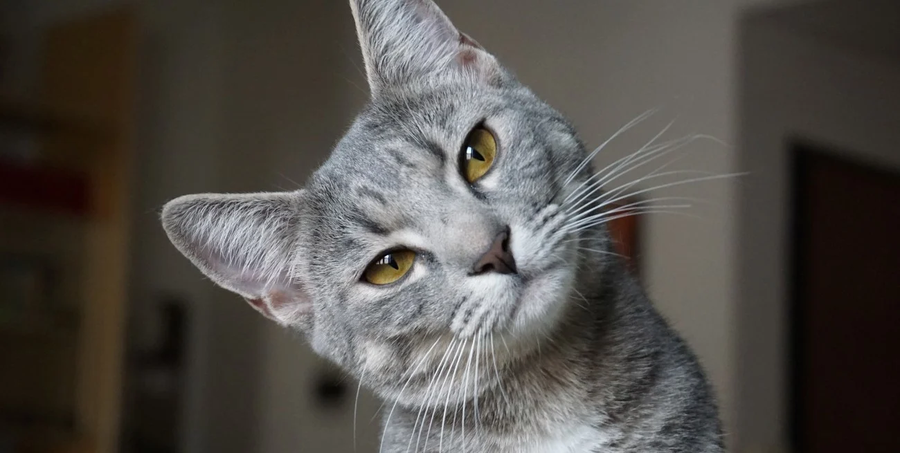 0X85DKbDm_1300x655__1