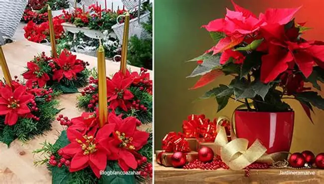 OIPFLORES PARA NAVIDAD